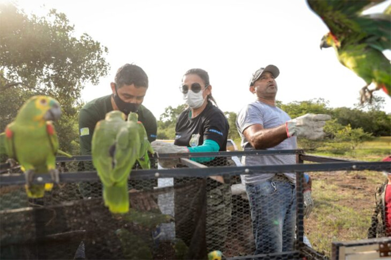 Mais de 70 aves retornam à natureza após reabilitação no Piauí
